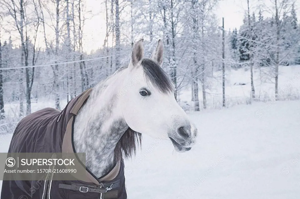 Close-up of an Arabian horse in a snowy field