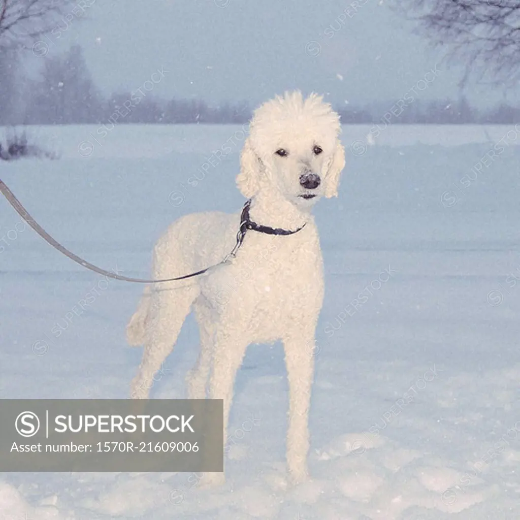 Portrait of poodle standing in snowy field