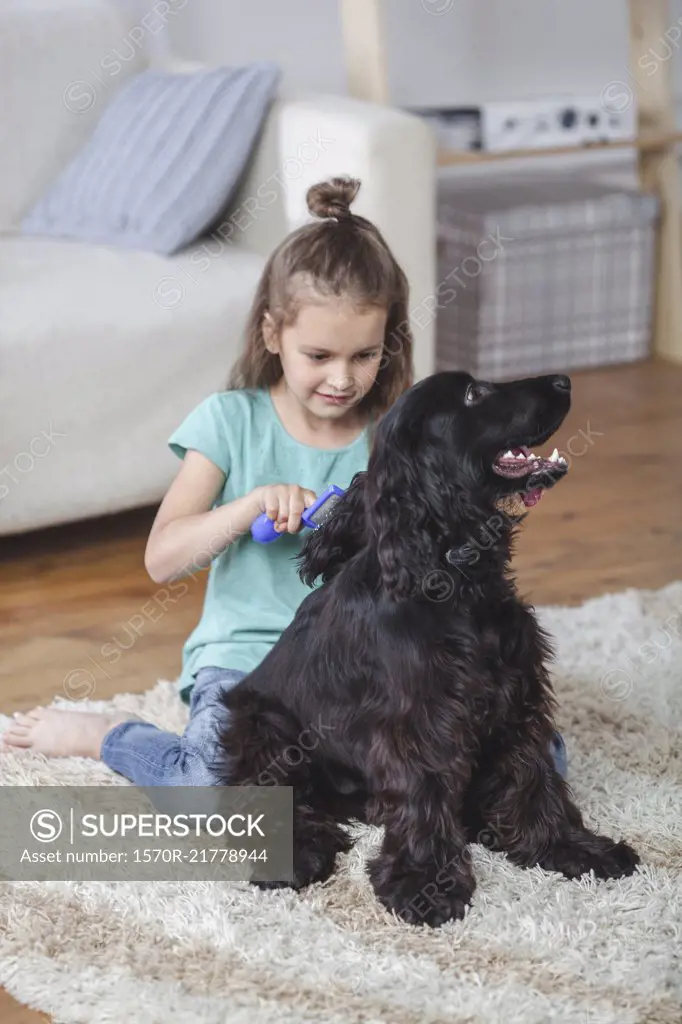 Girl brushing Cocker Spaniel hair in living room at home