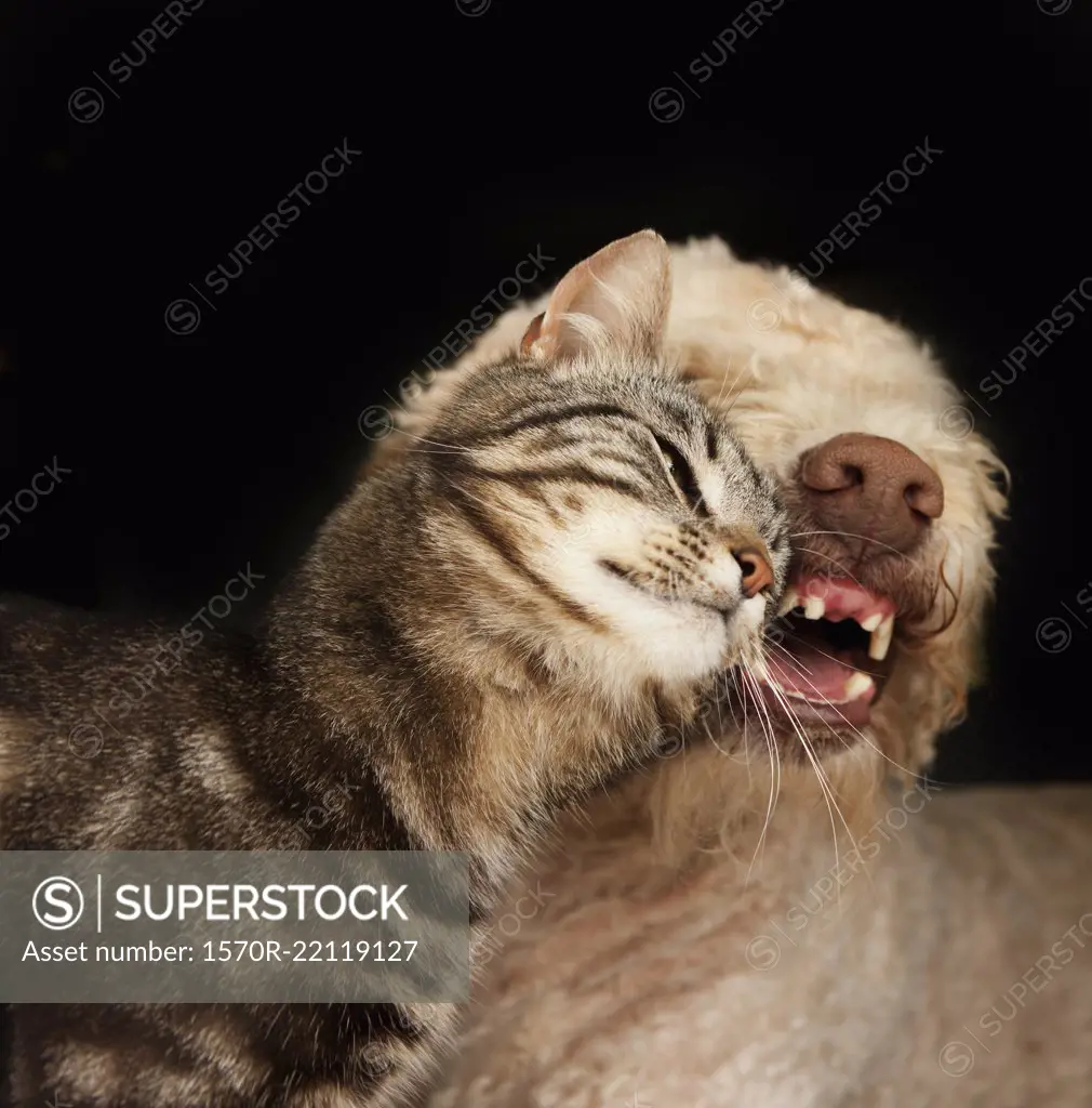 Affectionate cat rubbing on dog