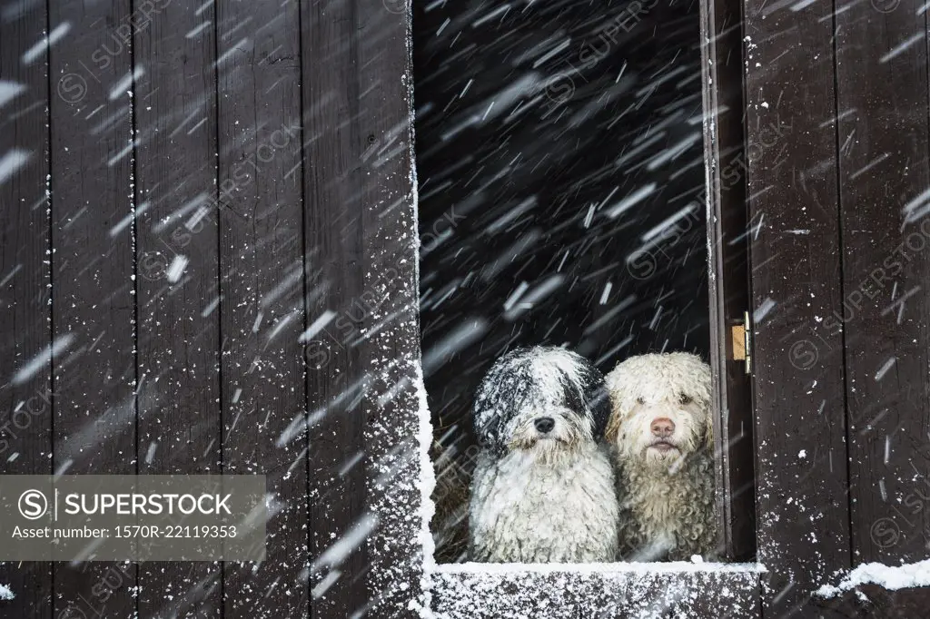 Portrait dogs watching snow from barn window