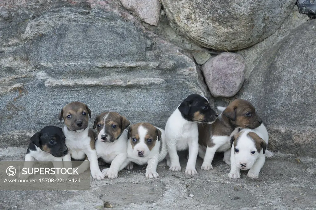 Cute Jack Russell Terrier puppies in a row