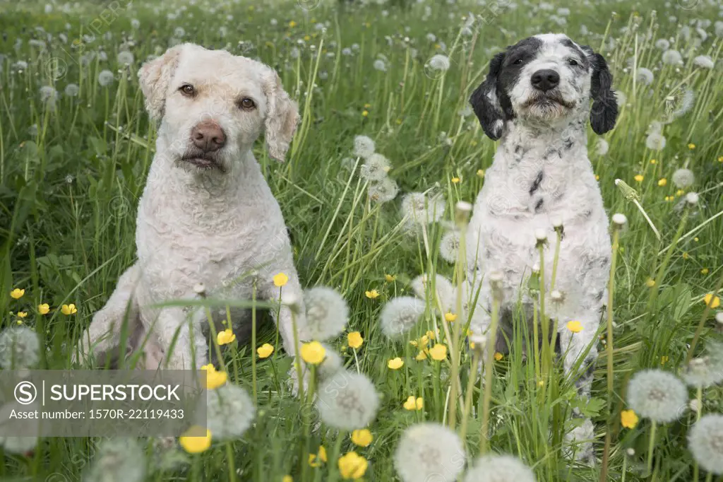 Portrait cute dogs in spring field with dandelions  - dogs