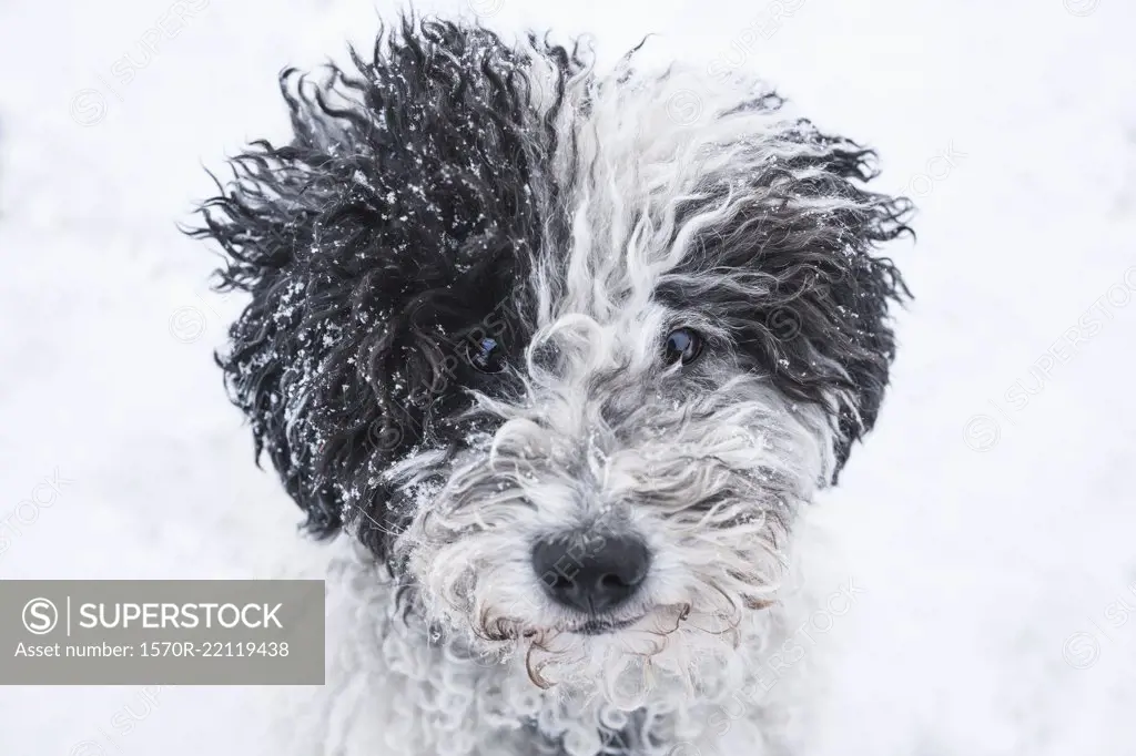 Close up portrait cute dog in snow