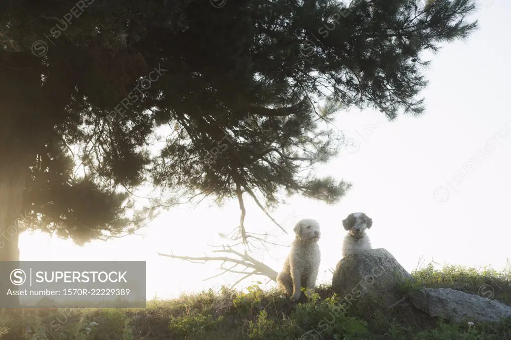 Spanish Water Dogs sitting under rural tree