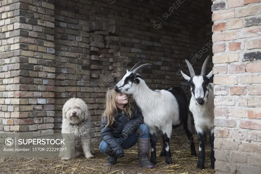 Girl with goats and dog in barn doorway