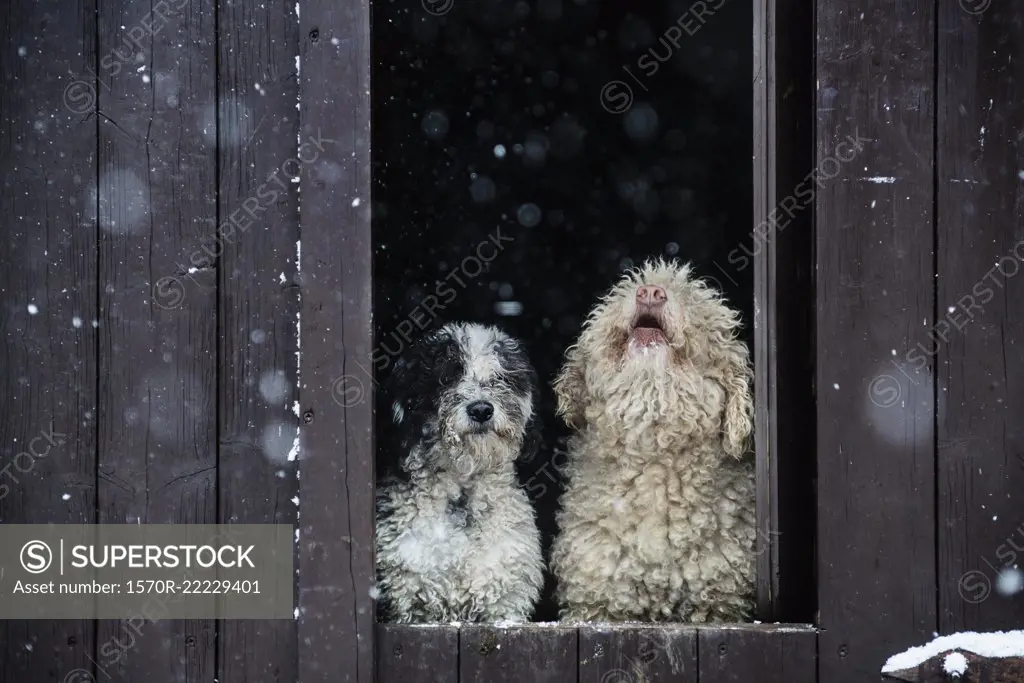 Spanish Water Dogs watching snow from barn doorway