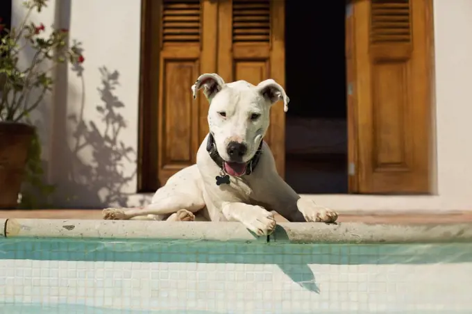 Portrait happy dog laying at sunny poolside