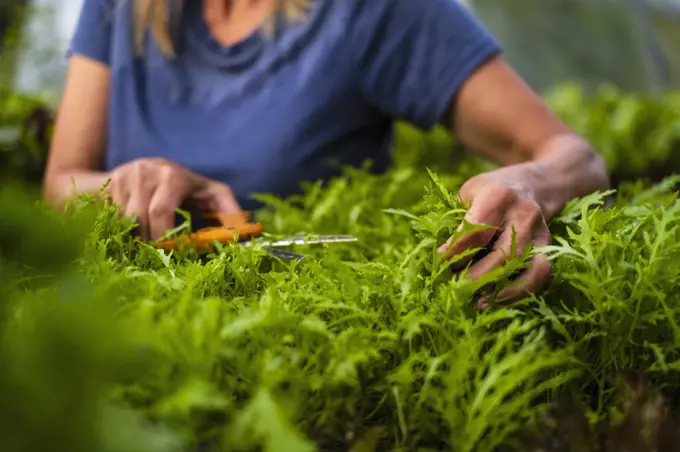 Close up woman trimming vegetable plant