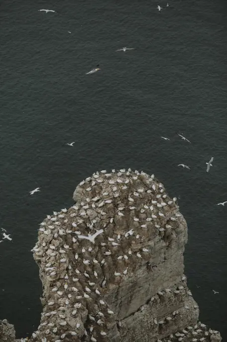 Aerial view gannet colony on top of cliff over ocean, Flamborough, England