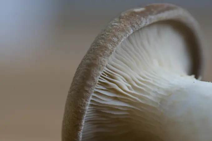 Extreme close up of an eryngi mushroom