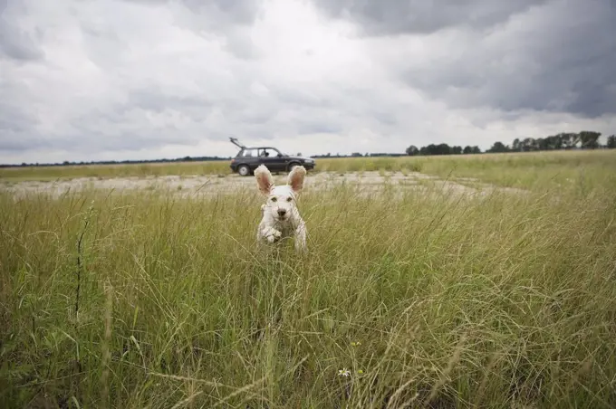 A Spanish Waterdog running through a field