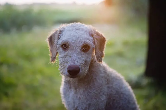 Spanish Waterdog, Portrait