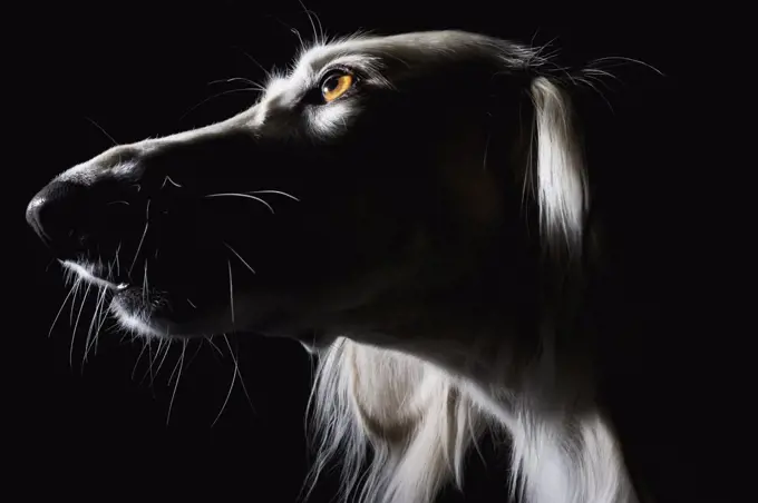 Saluki, portrait