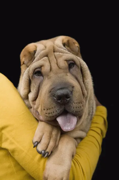 A young woman with her Shar-Pei, studio shot