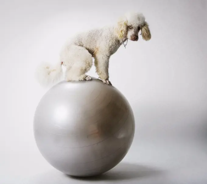 A Poodle standing on an exercise ball