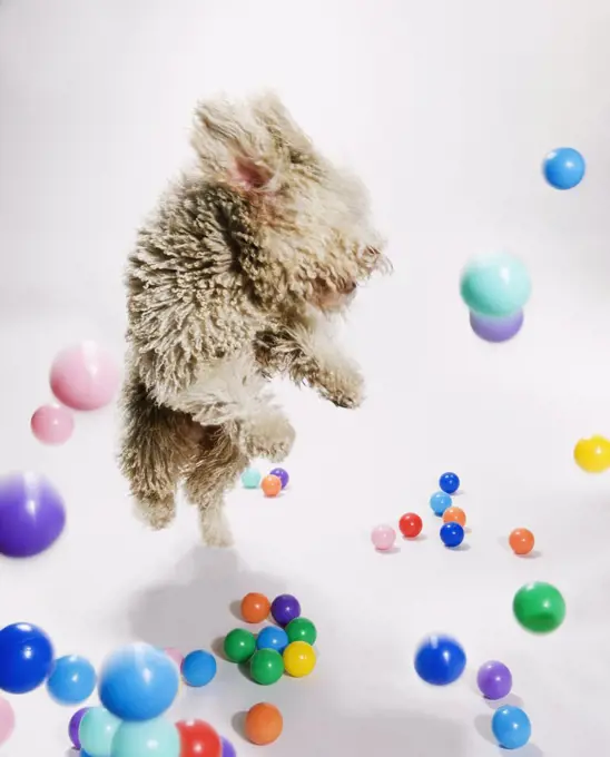 A Portuguese Waterdog jumping amongst falling colored balls