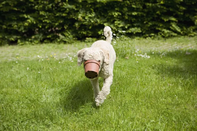 A dog walking with a flower pot stuck on his snout