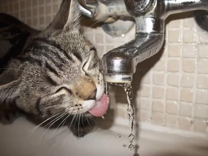 Cat drinking water from faucet