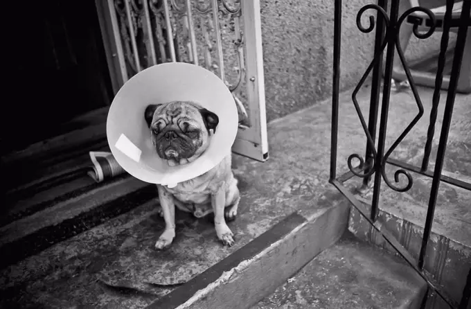 A Pug with a protective cone collar on sitting on front stoop