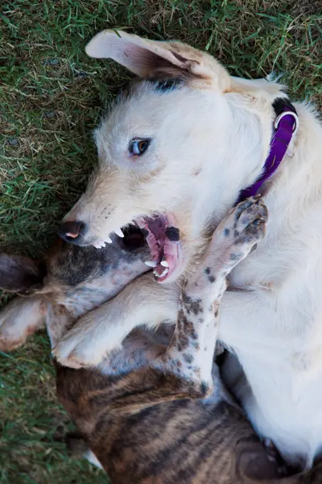 Two dogs fighting