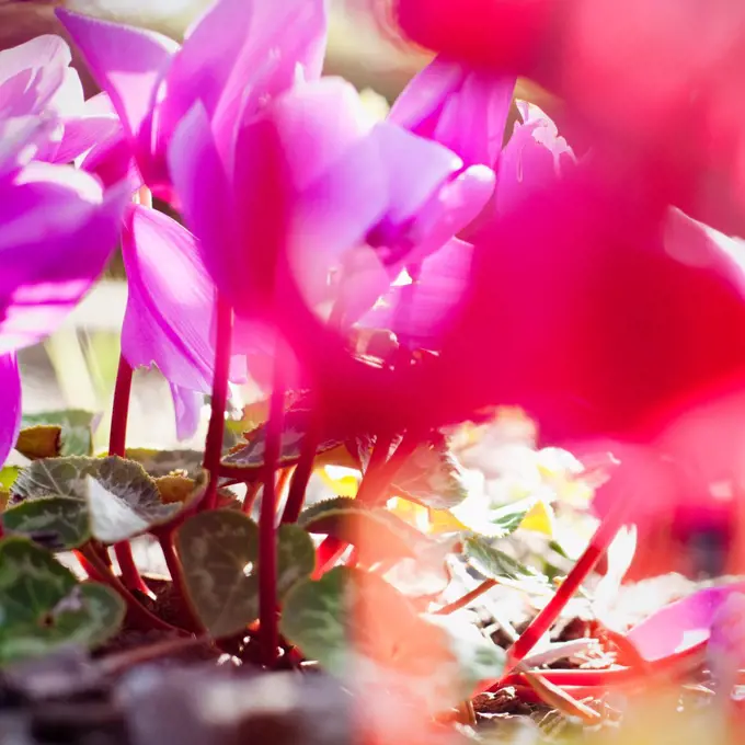 Vibrant magenta Cyclamen in bloom, close-up