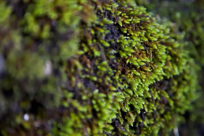 Close-up of green moss