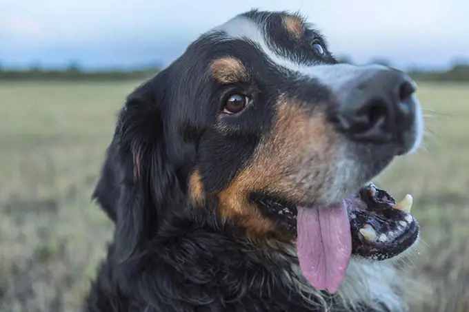 Close-up of Border Collie on field