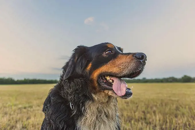 Close-up of Border Collie on field