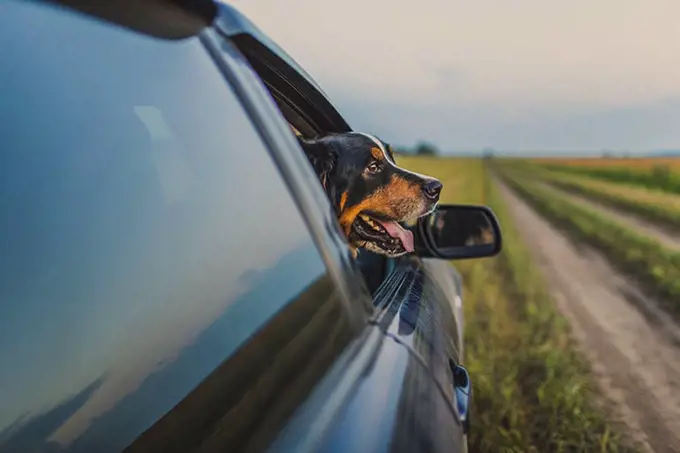 Border Collie looking through car window