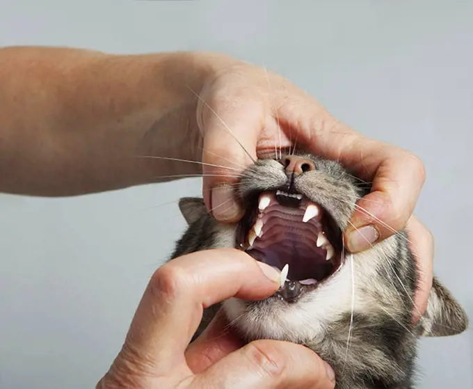 Cropped hands of vet opening cat's mouth at clinic