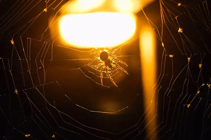 Close-up of spider on web against illuminated background