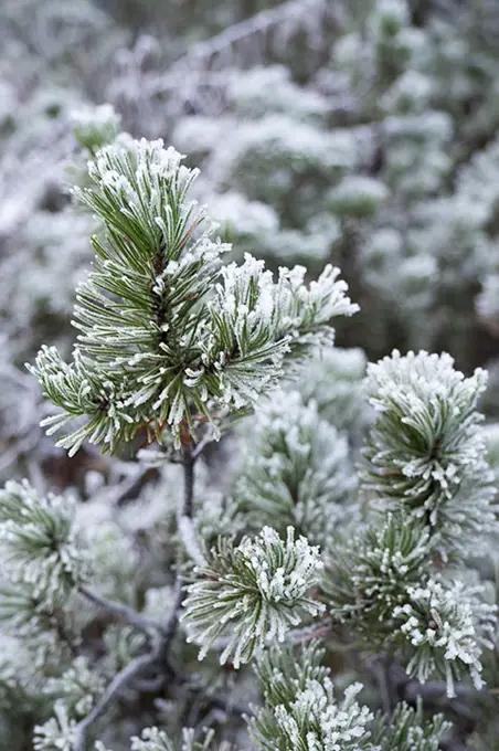 Close-up of pine tree during winter