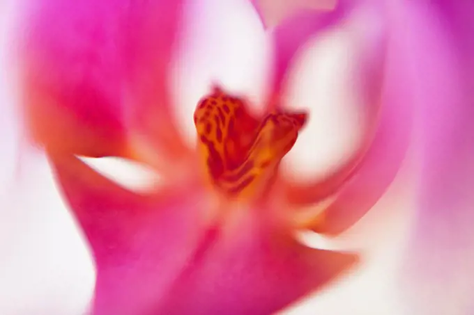 Macro shot of pink orchid