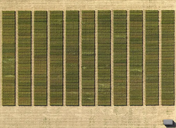 Aerial view of crops in agricultural landscape, Hohenheim, Stuttgart, Baden-Wuerttemberg, Germany