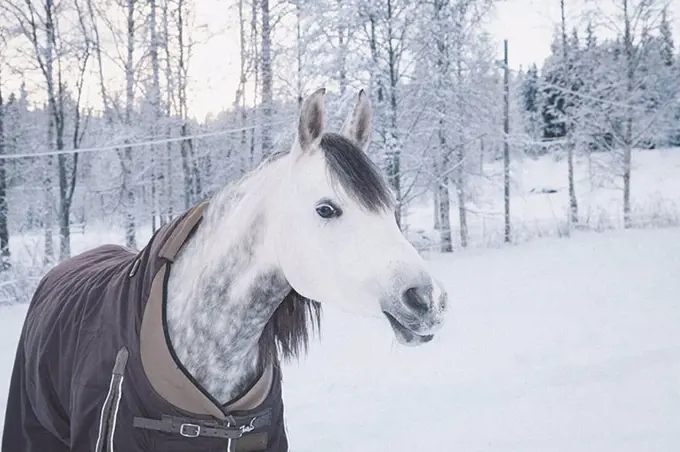 Close-up of an Arabian horse in a snowy field