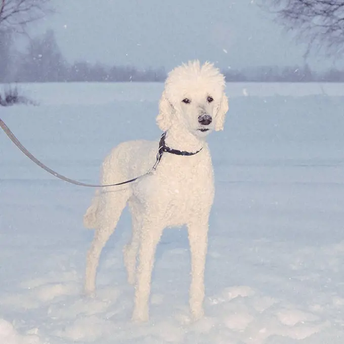 Portrait of poodle standing in snowy field