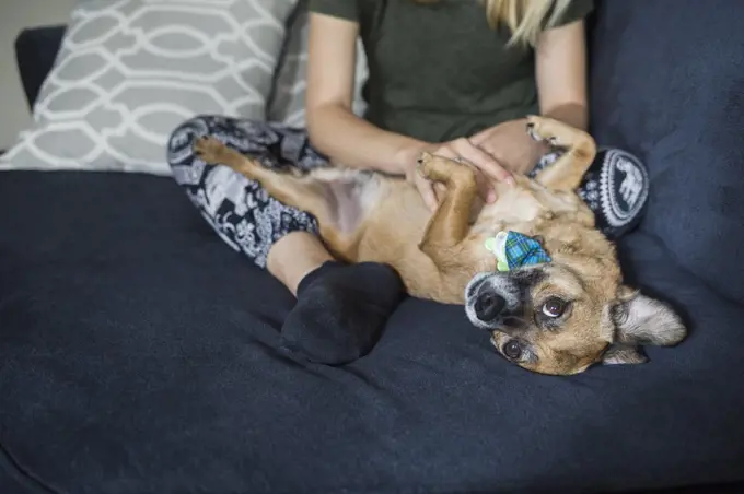 Low section of young woman sitting with dog on sofa at home