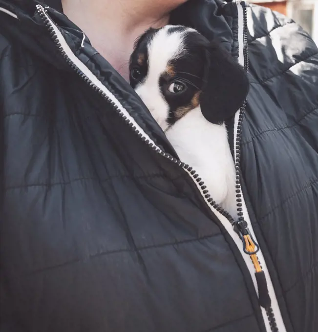 Midsection of person holding cute puppy under his black jacket