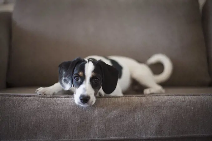 Portrait of dog sitting on sofa at home