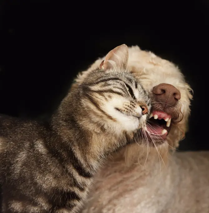 Affectionate cat rubbing on dog