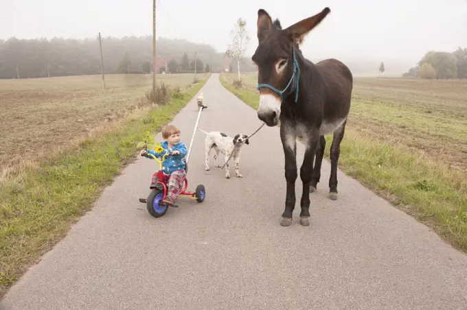 Girl riding tricycle with donkey and dog on rural road