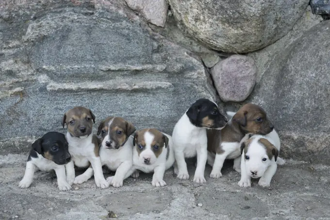 Cute Jack Russell Terrier puppies in a row