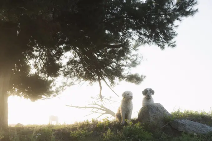 Spanish Water Dogs sitting under rural tree