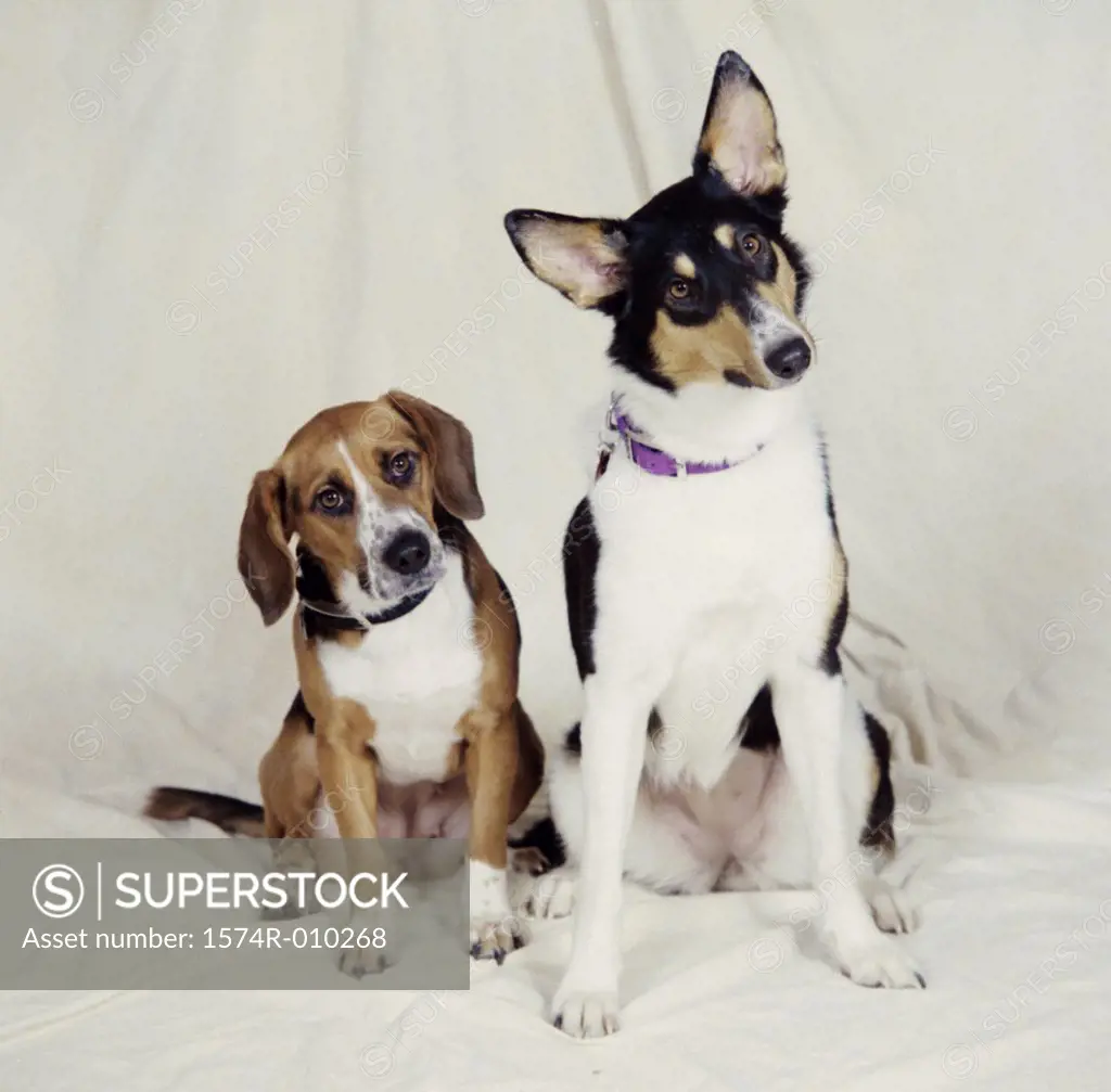 Two dogs sitting together