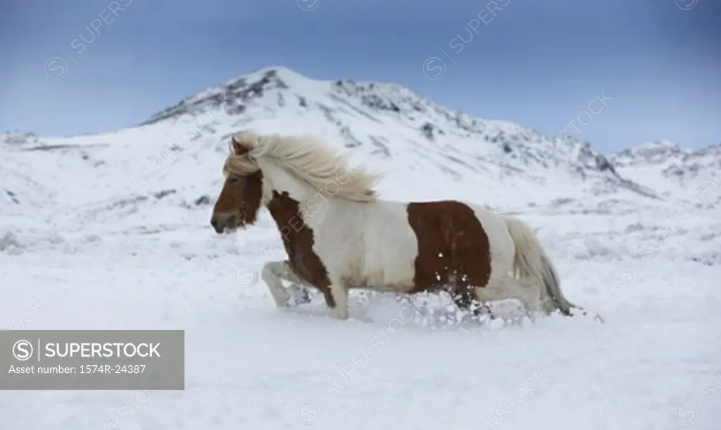 Side profile of an Icelandic horse running in snow, Iceland