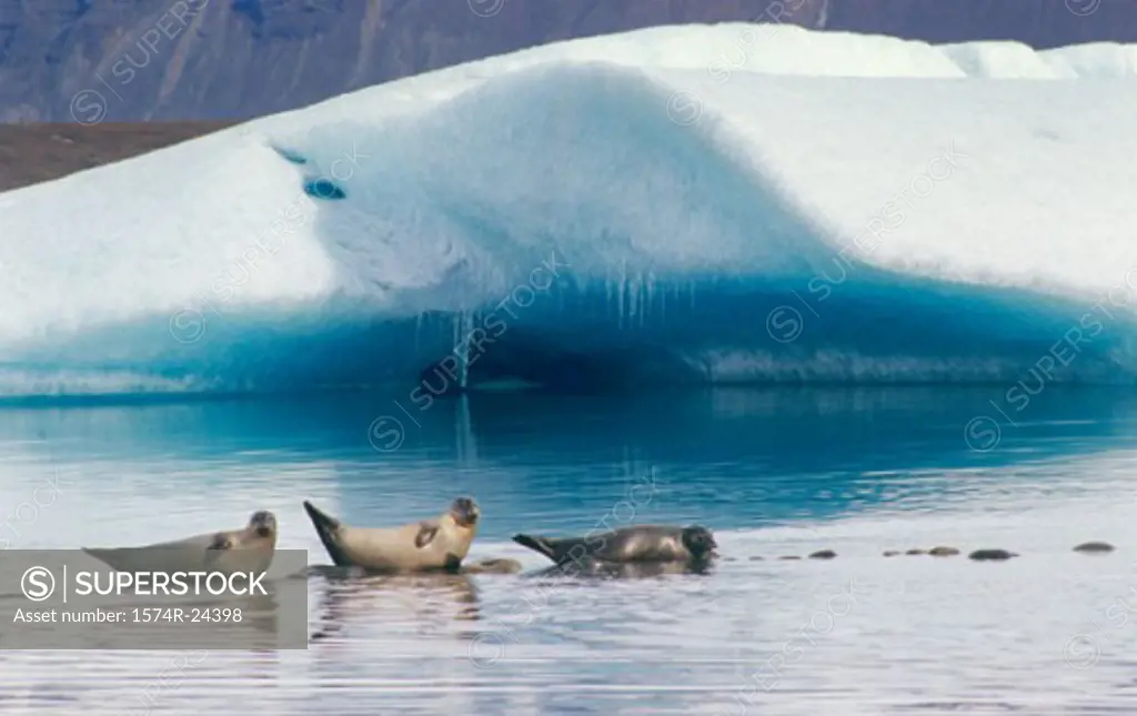 Three seals in water, Jokulsarlon, Iceland