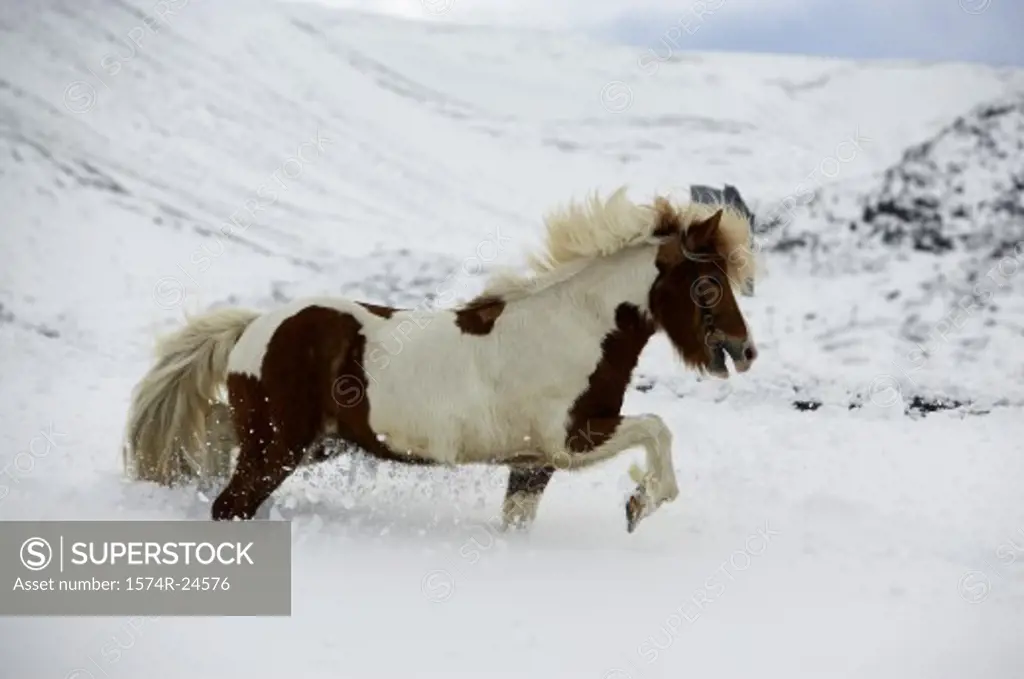 Icelandic Horse Blafjoll Mountain Iceland