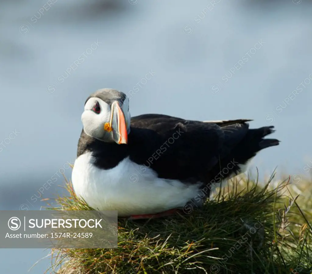 Atlantic Puffin Iceland