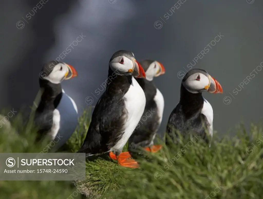 Atlantic Puffins Iceland